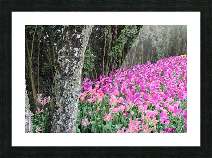 IMG 1235 Picture Frame print