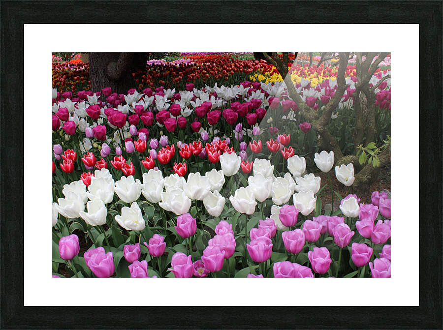 IMG 1258 Picture Frame print