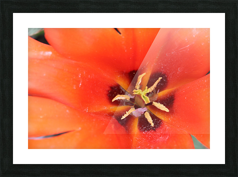 IMG 1283 Picture Frame print