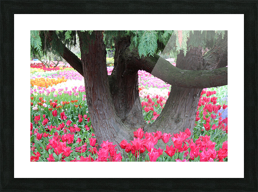 IMG 1229 Picture Frame print