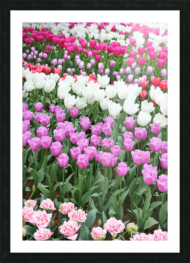 IMG 1268 Picture Frame print