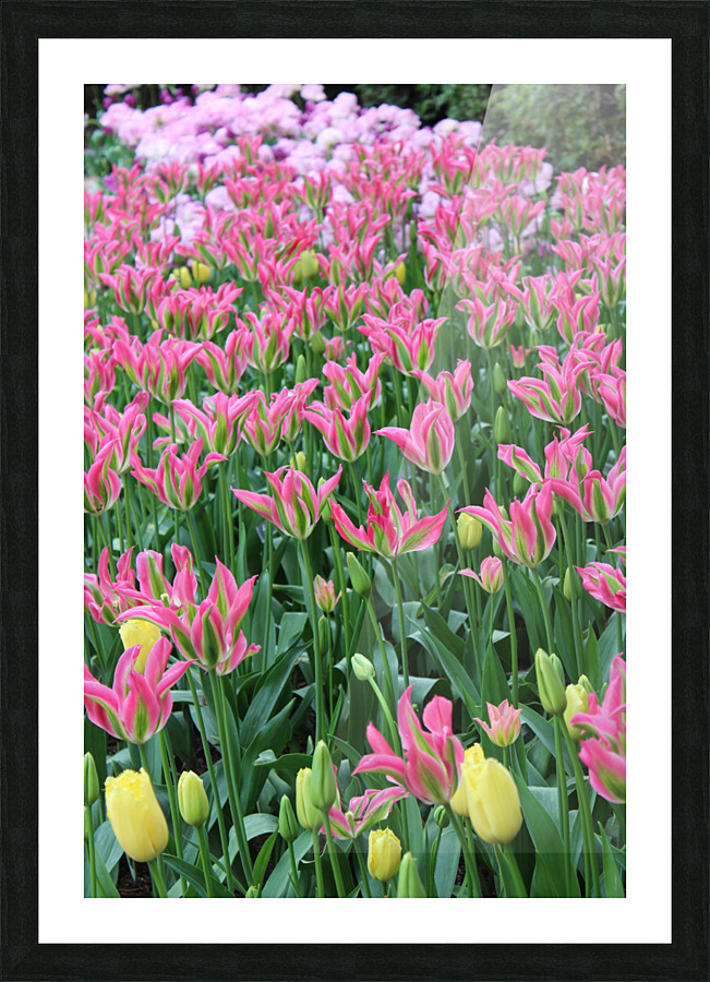 IMG 1239 Picture Frame print