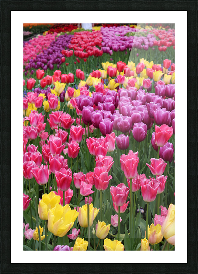 IMG 1220 Picture Frame print