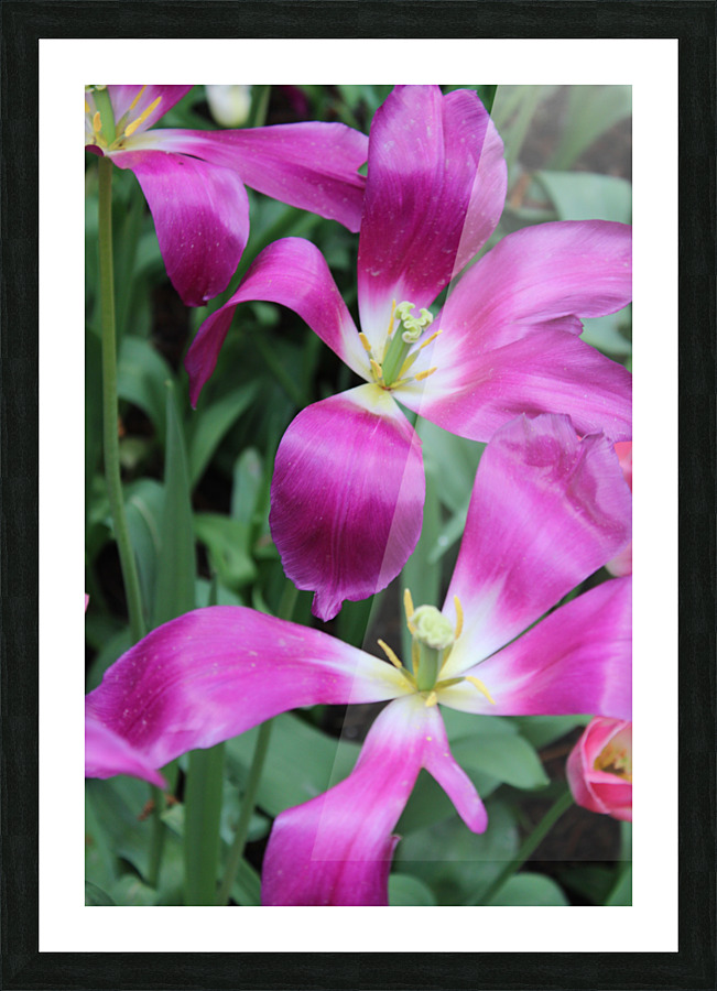 IMG 1242 Picture Frame print