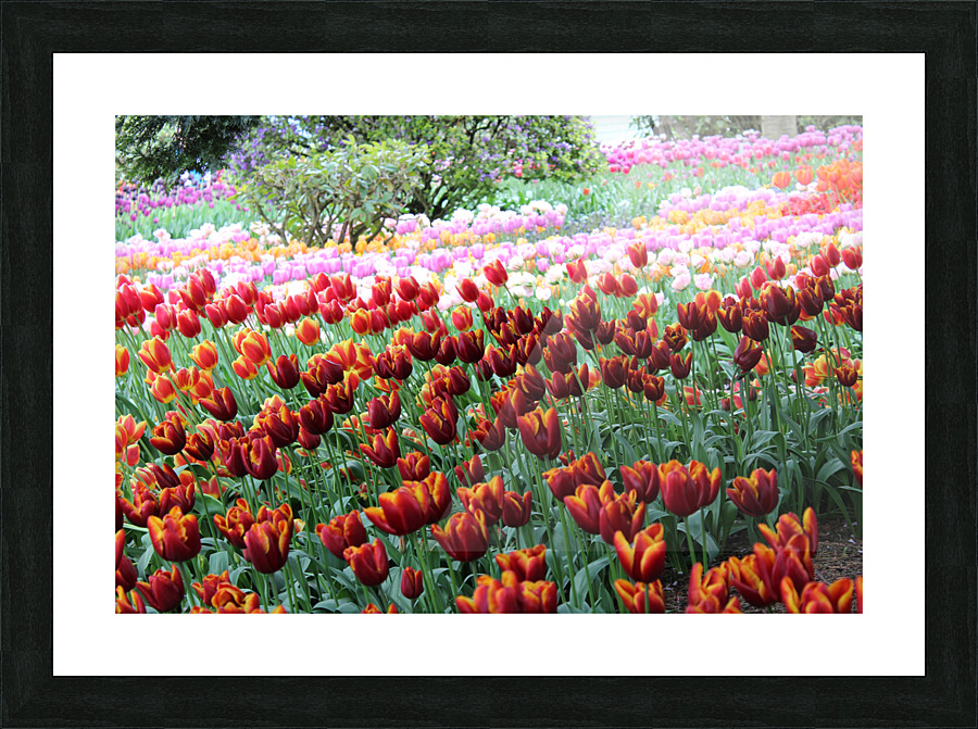 IMG 1273 Picture Frame print