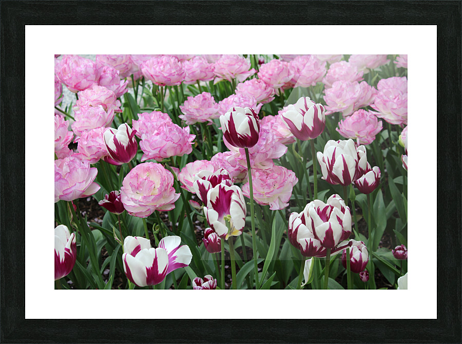 IMG 1287 Picture Frame print