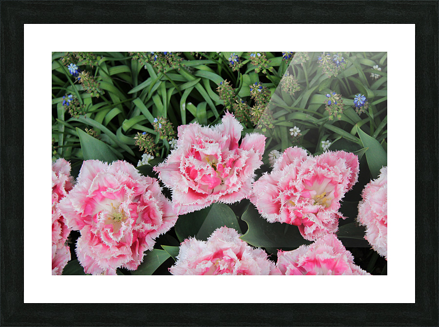 IMG 1300 Picture Frame print