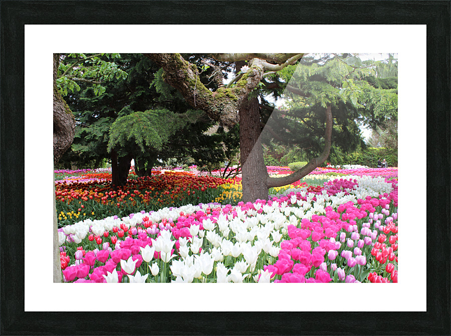 IMG 1263 Picture Frame print