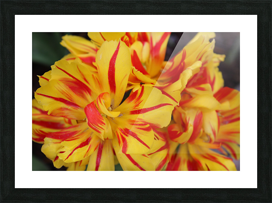 IMG 1248 1 Picture Frame print