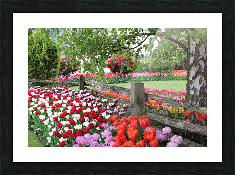 IMG 1350 1 Picture Frame print