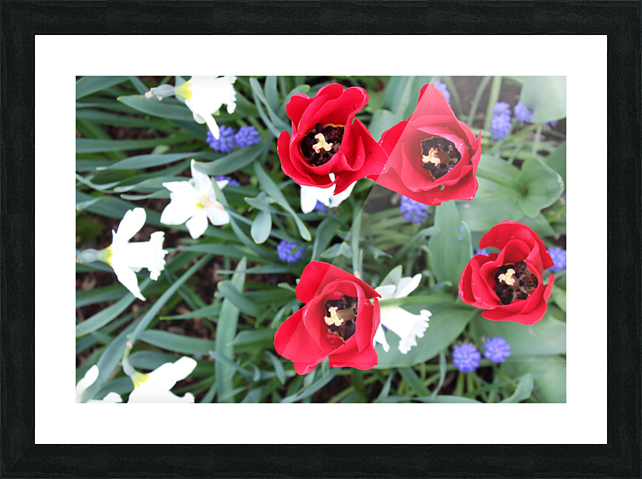 IMG 1341 Picture Frame print