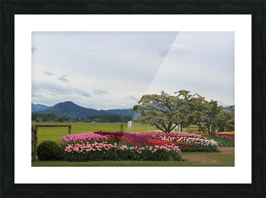 IMG 1357 Picture Frame print