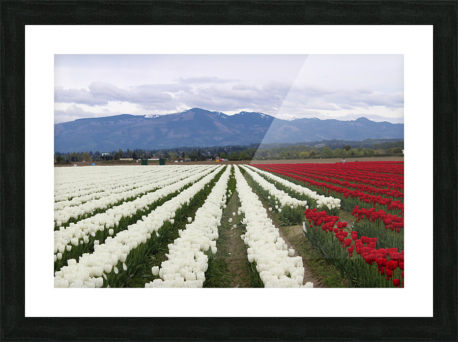 IMG 1417 Picture Frame print