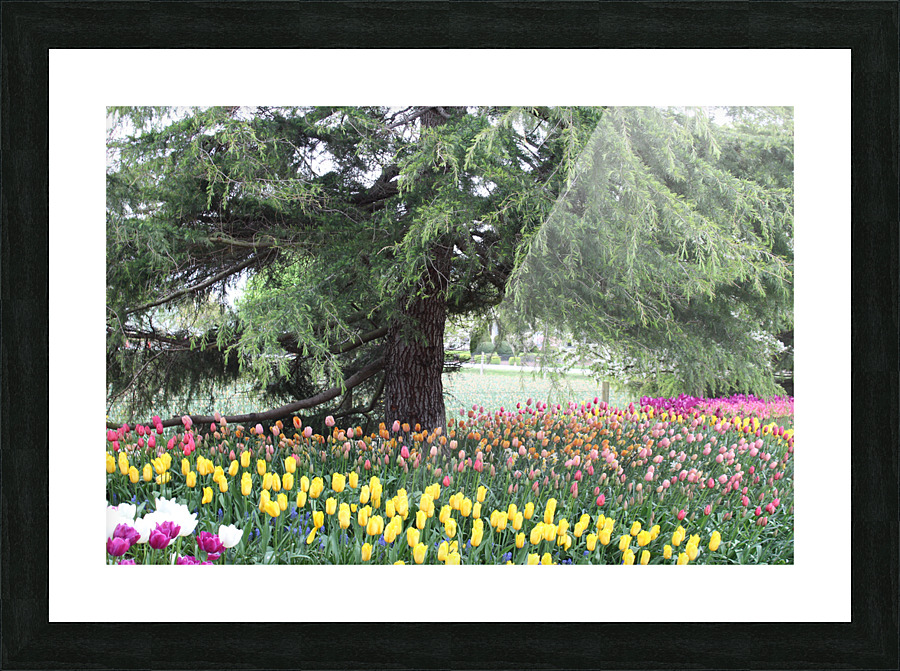 IMG 1477 Picture Frame print