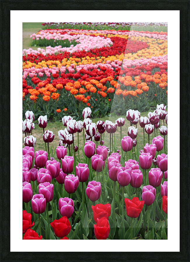 IMG 1459 Picture Frame print