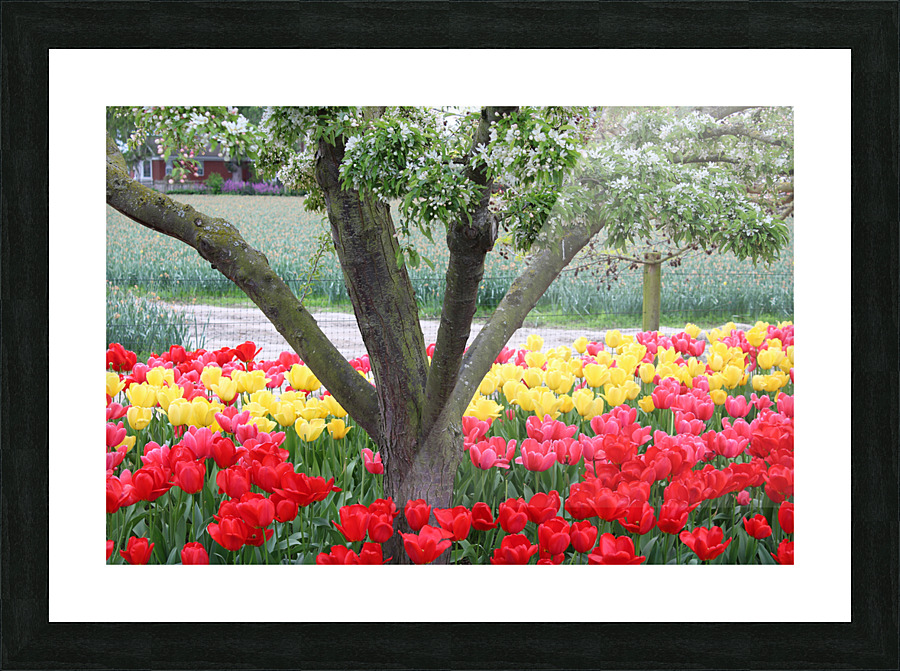 IMG 1474 Picture Frame print