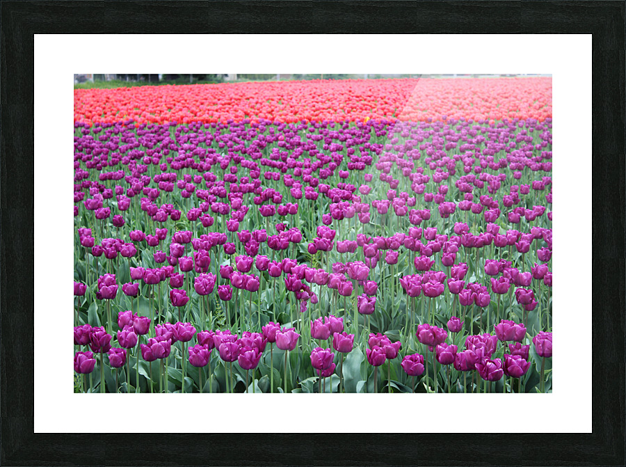 IMG 1413 Picture Frame print