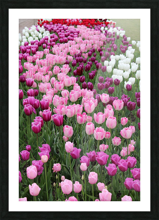 IMG 1454 Picture Frame print