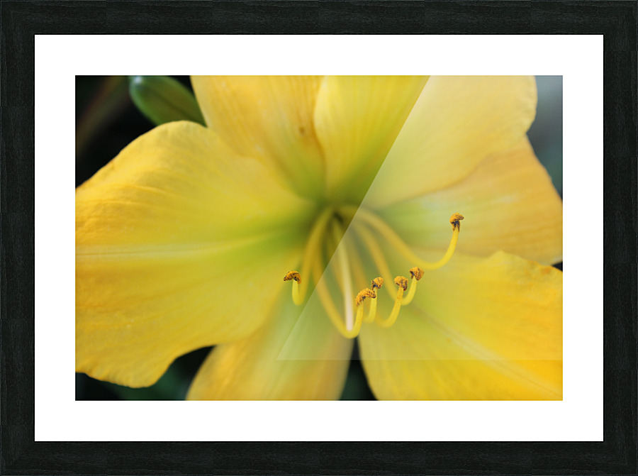IMG 1662 Picture Frame print