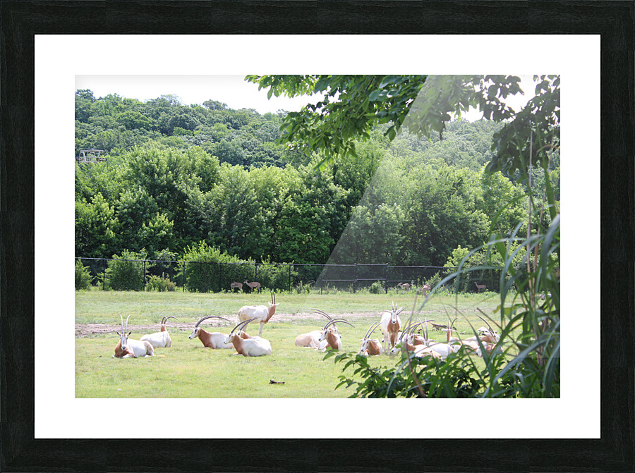 IMG 1788 Picture Frame print