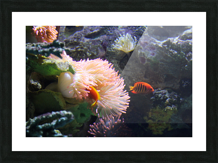 IMG 1918 Picture Frame print