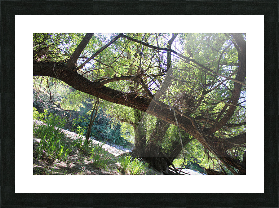 IMG 2032 Picture Frame print