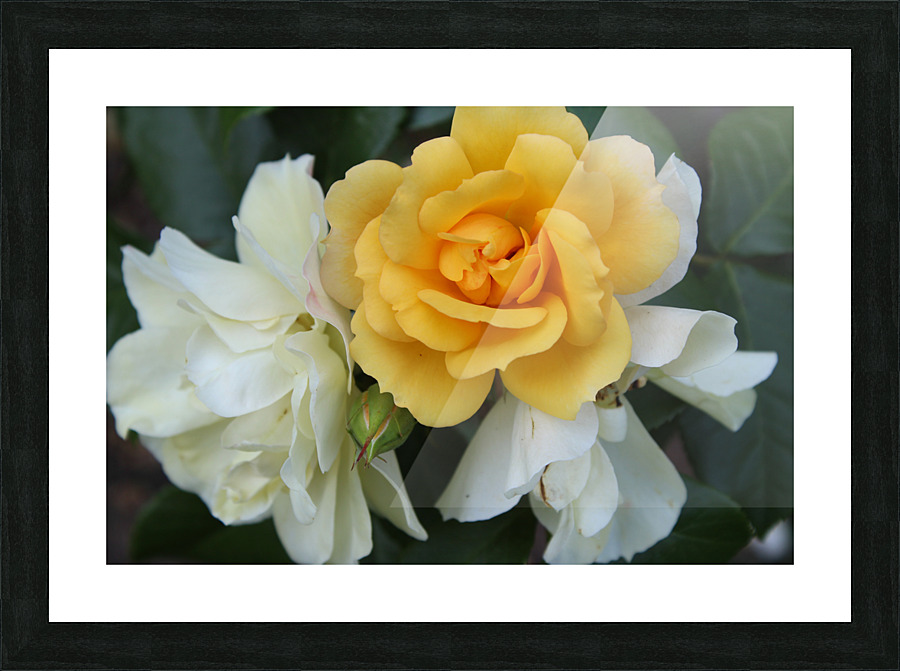 IMG 2485 Picture Frame print