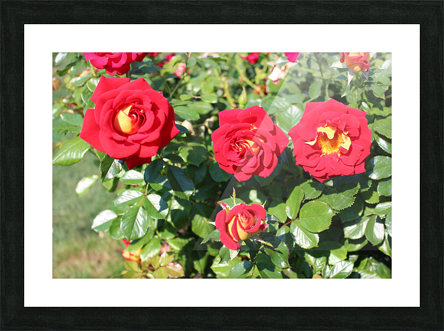 IMG 2463 Picture Frame print