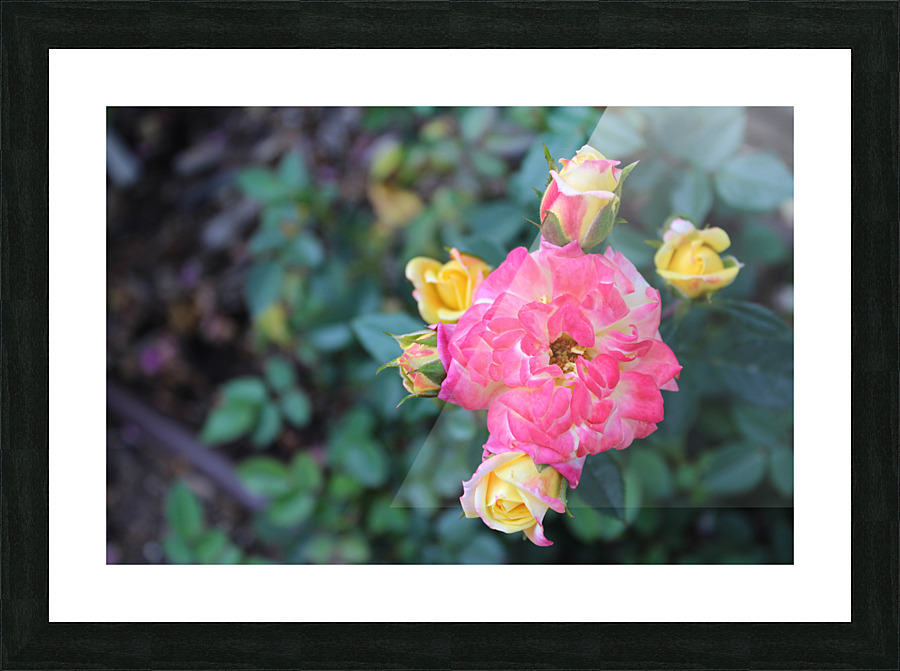 IMG 2473 Picture Frame print