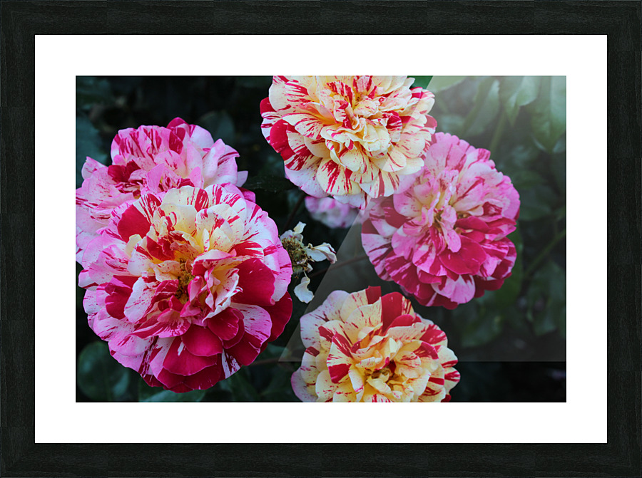 IMG 2479 Picture Frame print
