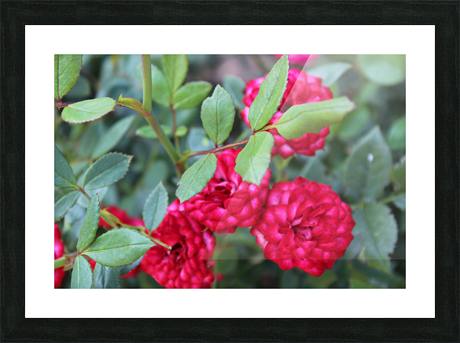 IMG 2470 Picture Frame print