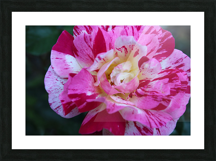 IMG 2474 Picture Frame print