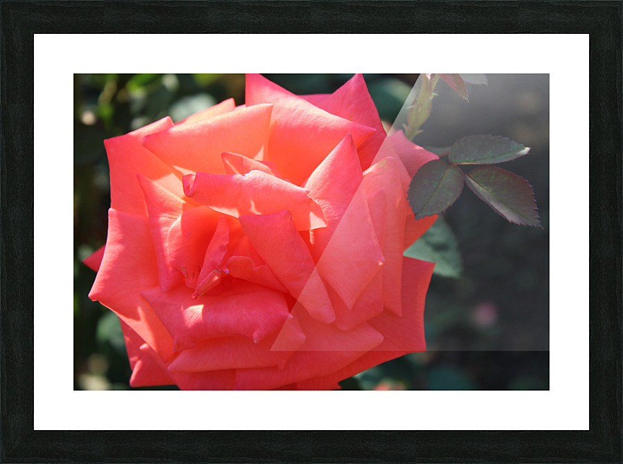 IMG 2461 Picture Frame print