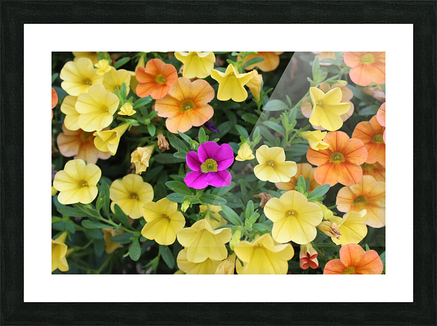 IMG 2523 Picture Frame print