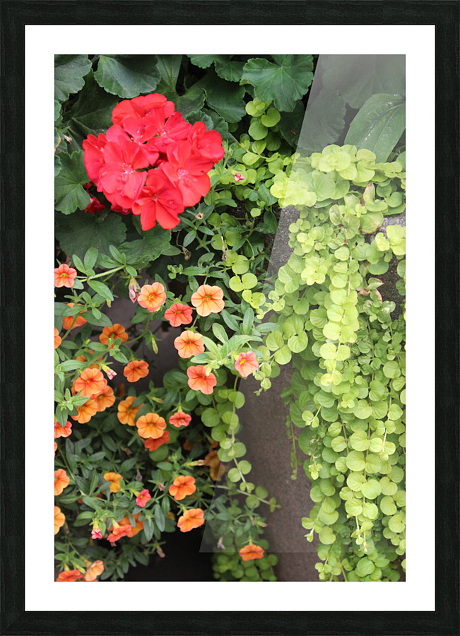 IMG 2589 Picture Frame print