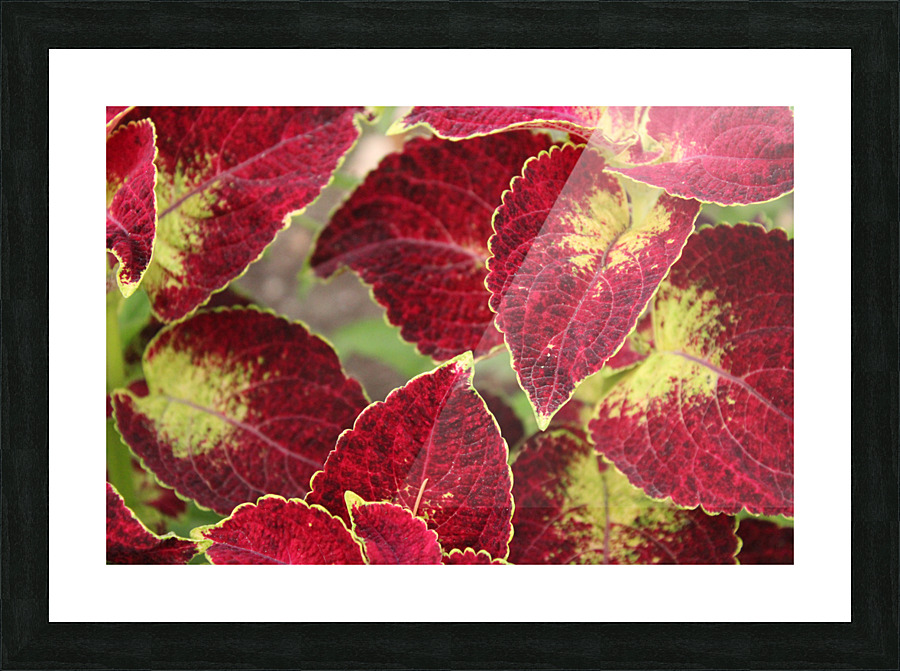 IMG 2599 Picture Frame print