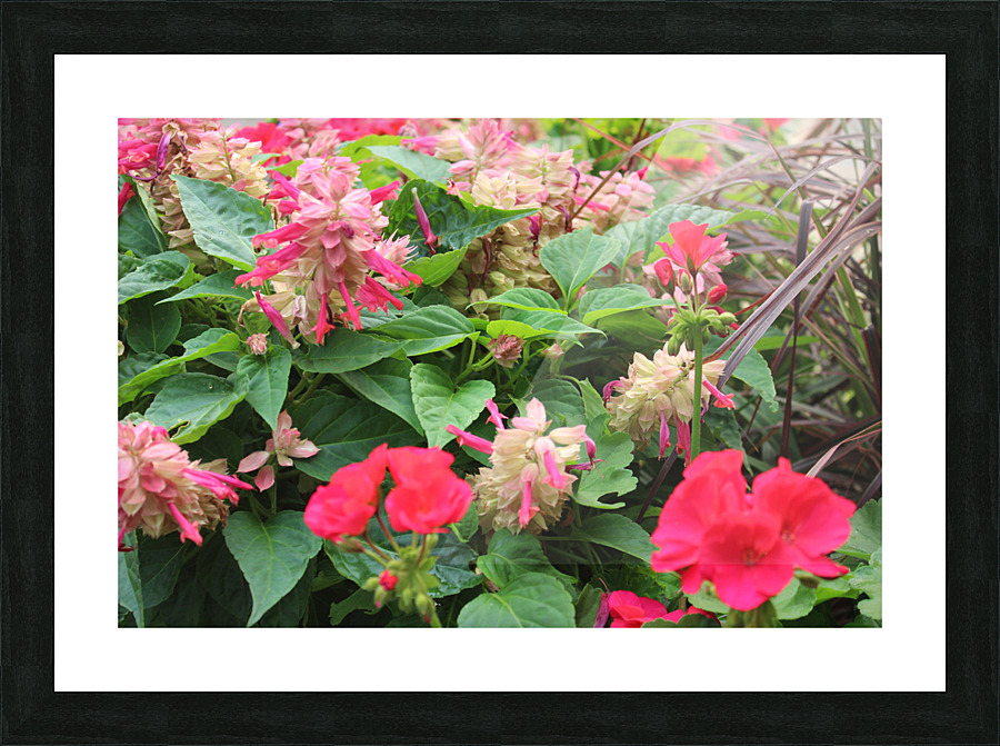 IMG 2582 Picture Frame print