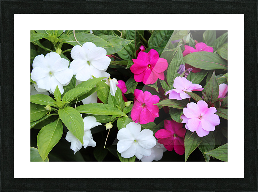 IMG 2503 Picture Frame print