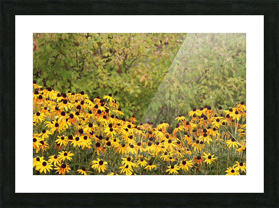 IMG 2699 Picture Frame print