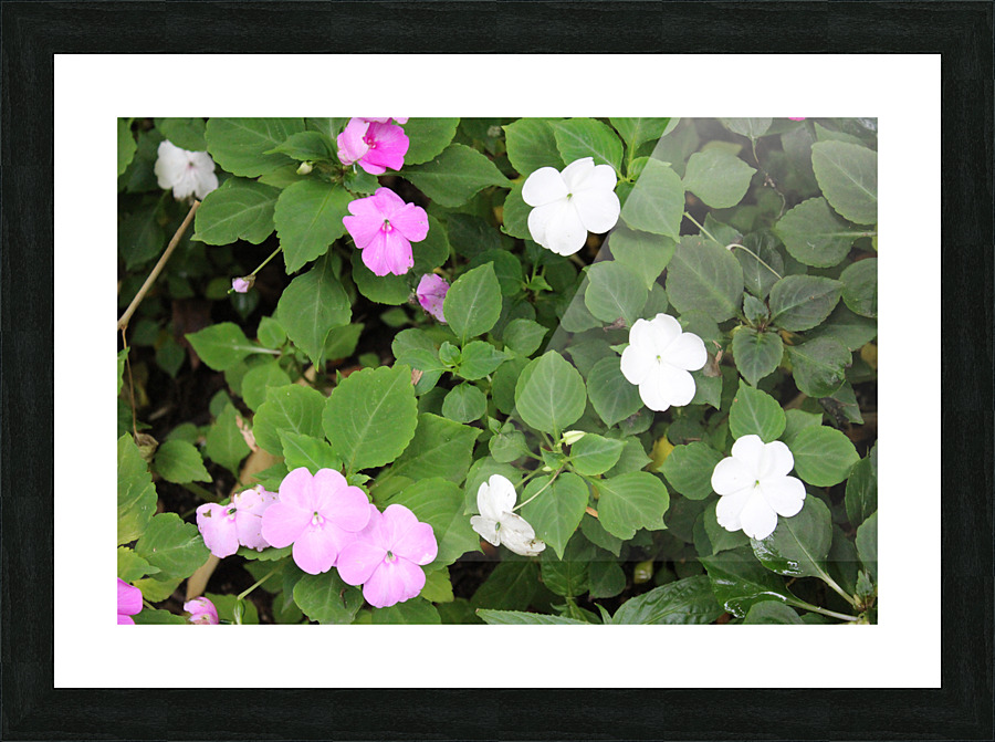 IMG 2649 Picture Frame print