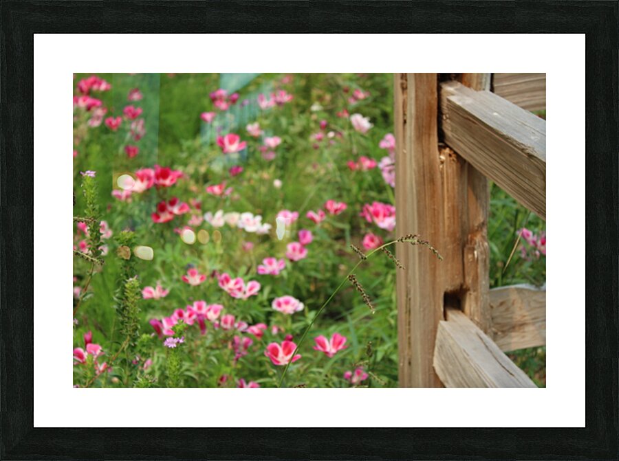 IMG 2671 Picture Frame print