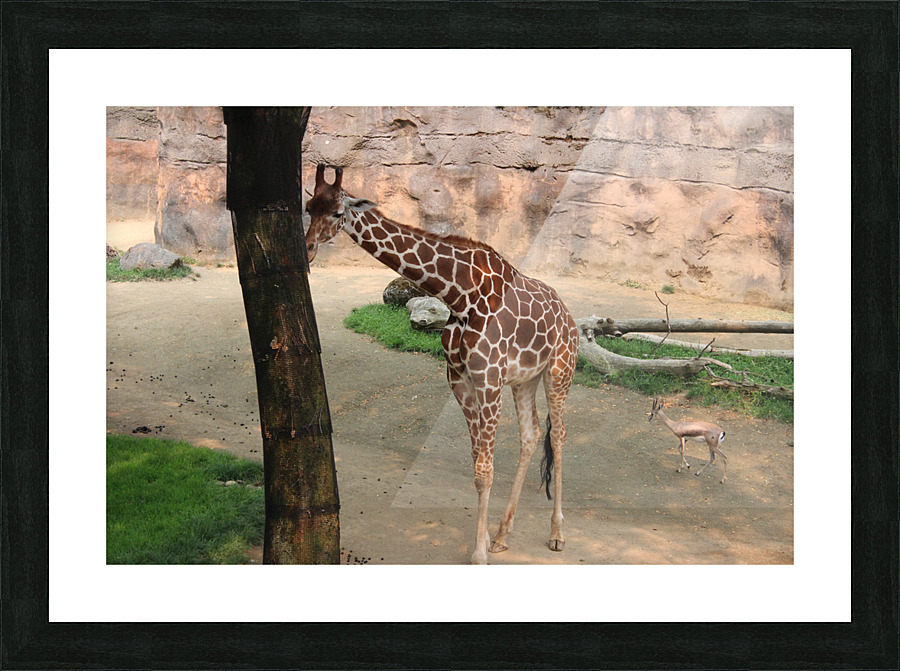 IMG 2643 Picture Frame print