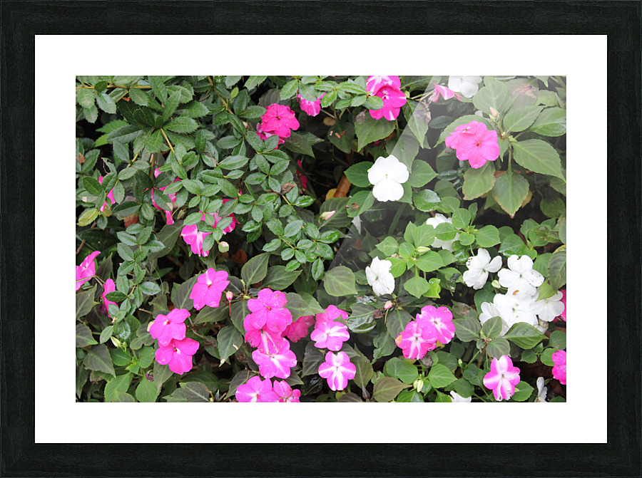 IMG 2629 Picture Frame print