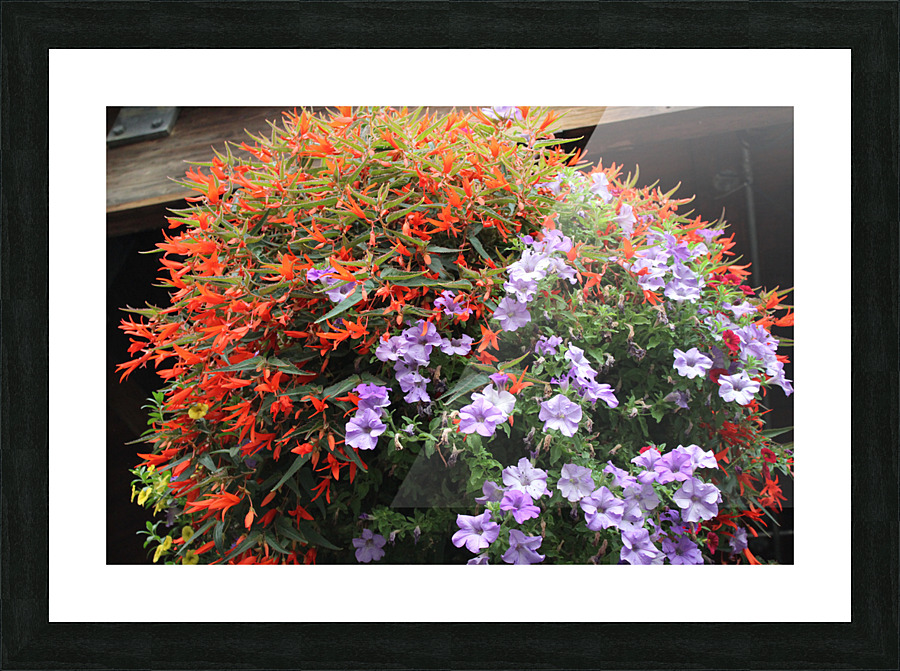 IMG 2725 Picture Frame print