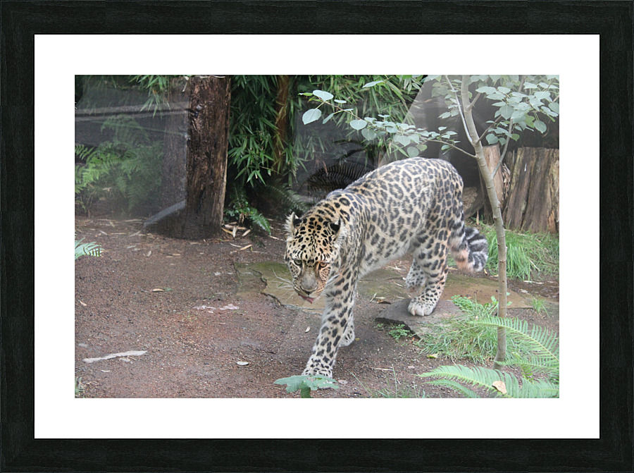 IMG 2716 Picture Frame print