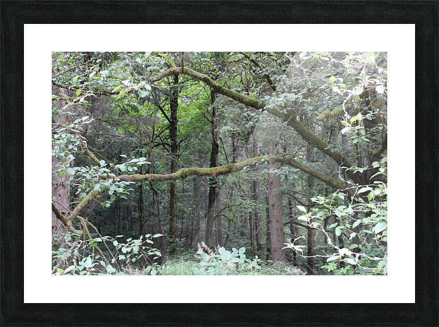 IMG 2772 Picture Frame print