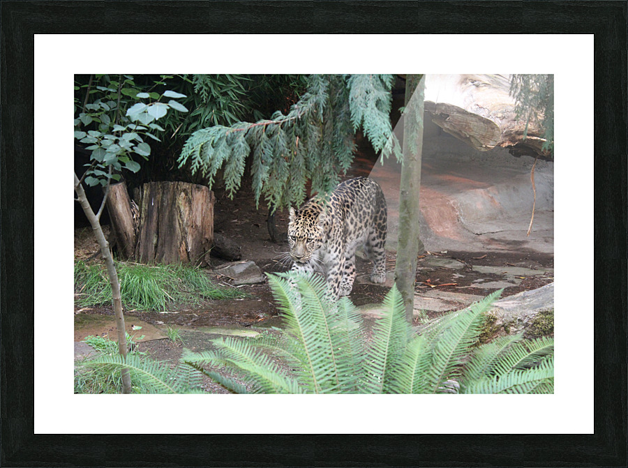 IMG 2713 Picture Frame print
