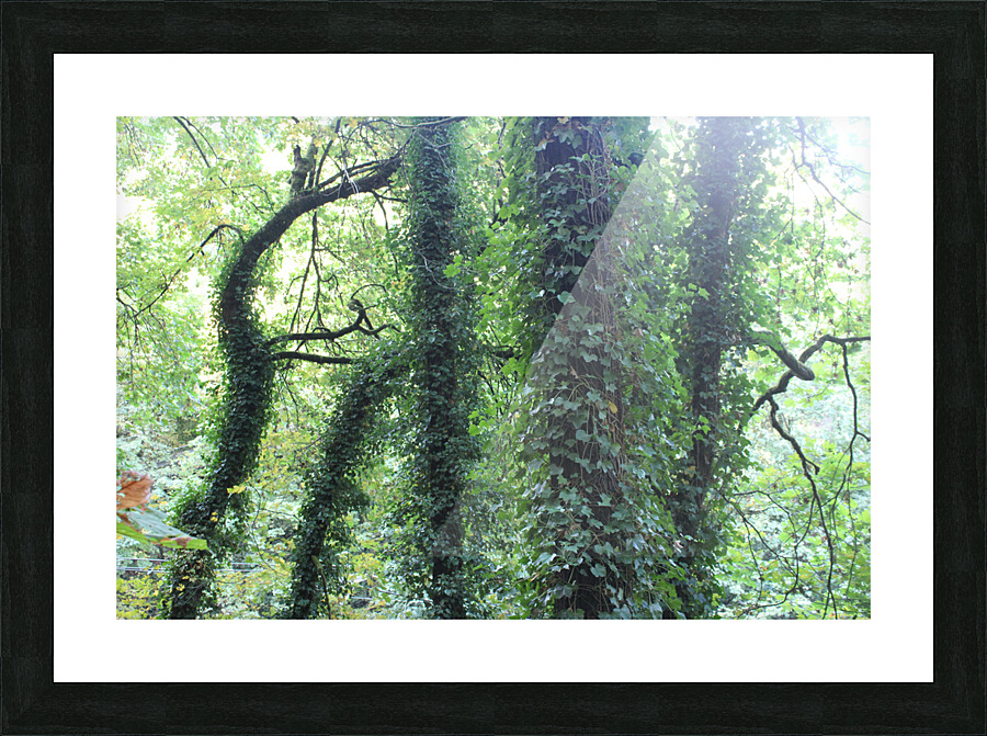 IMG 2839 Picture Frame print