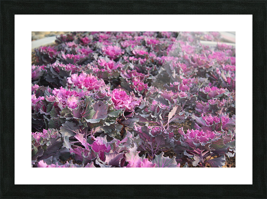 IMG 2948 Picture Frame print