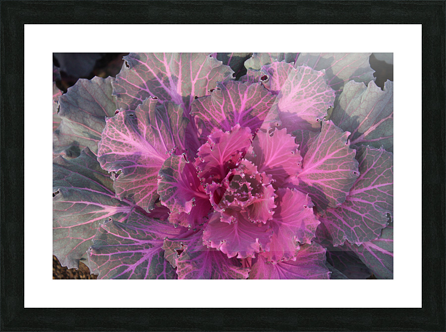 IMG 2945 Picture Frame print